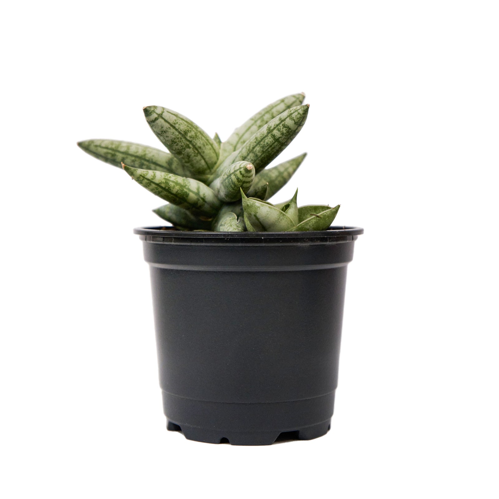 Rocker Sansevieria