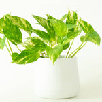 HB Pothos Golden 8"