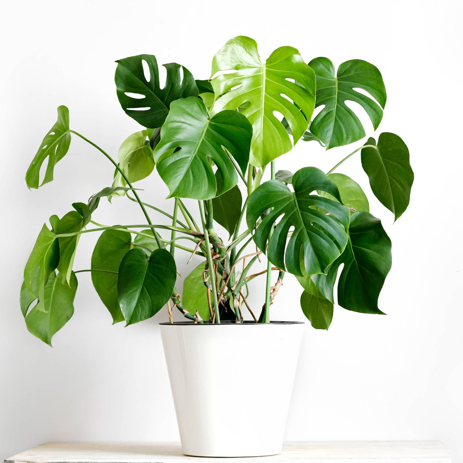 Monstera Deliciosa 6"