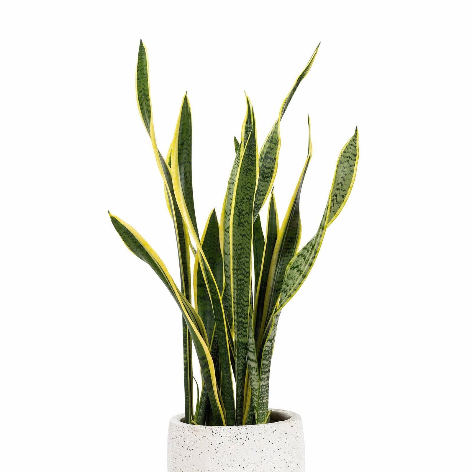 Snake Plant Laurentii