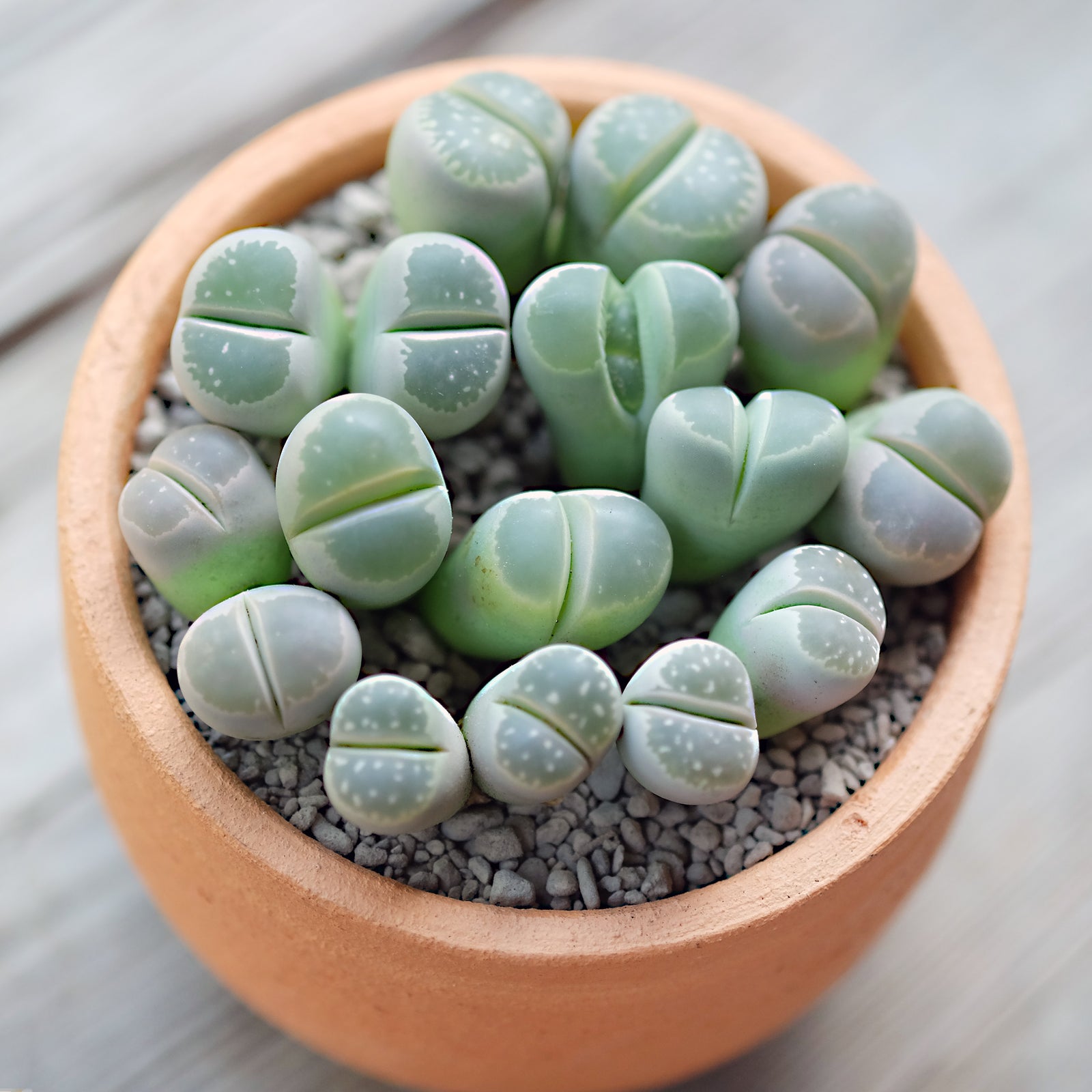 Lithops