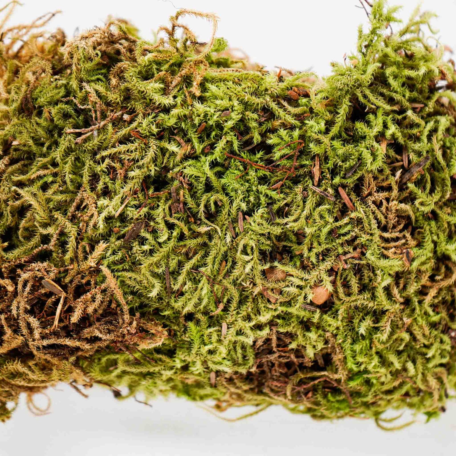 Moss (2 Gallon)