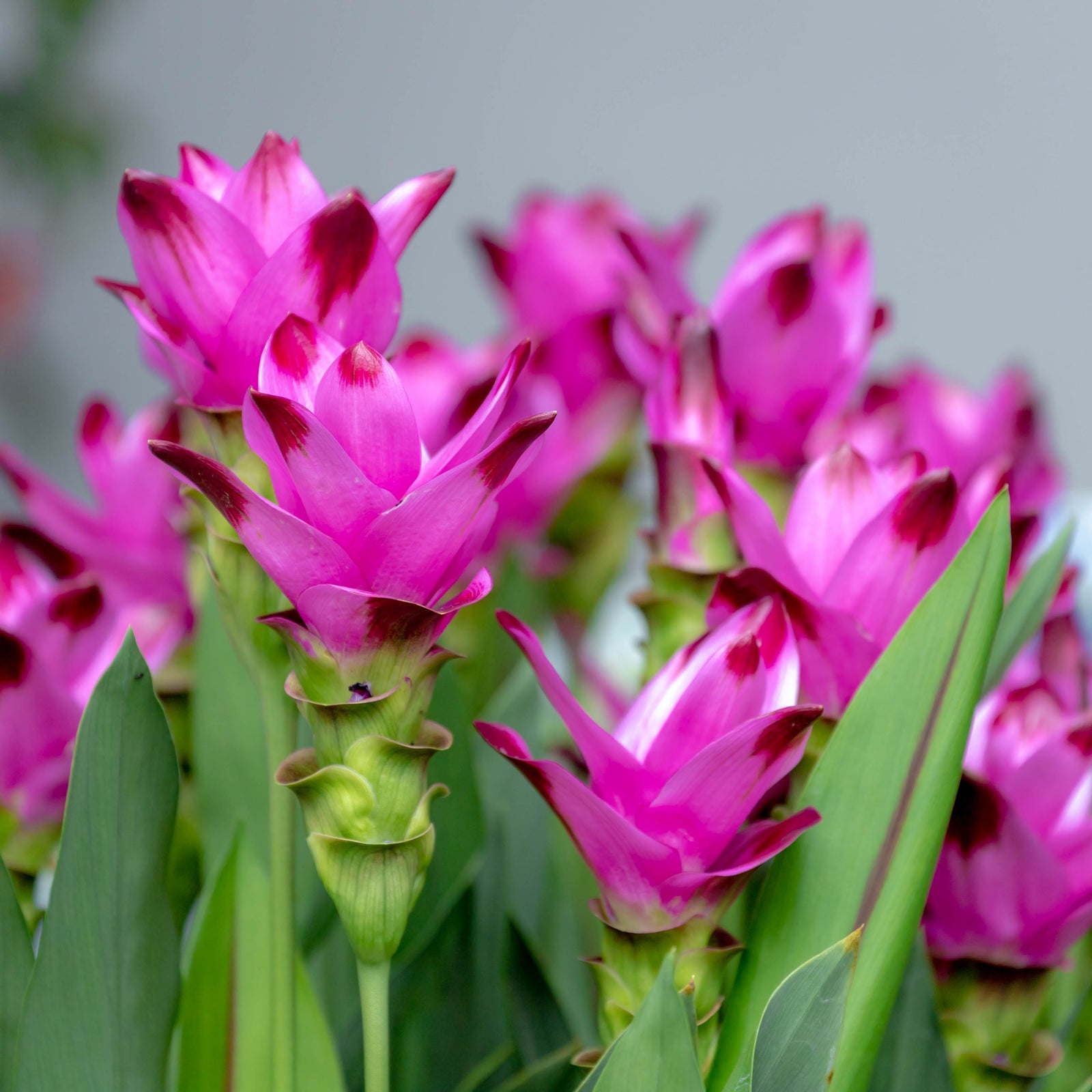 Curcuma (Siam Tulip)