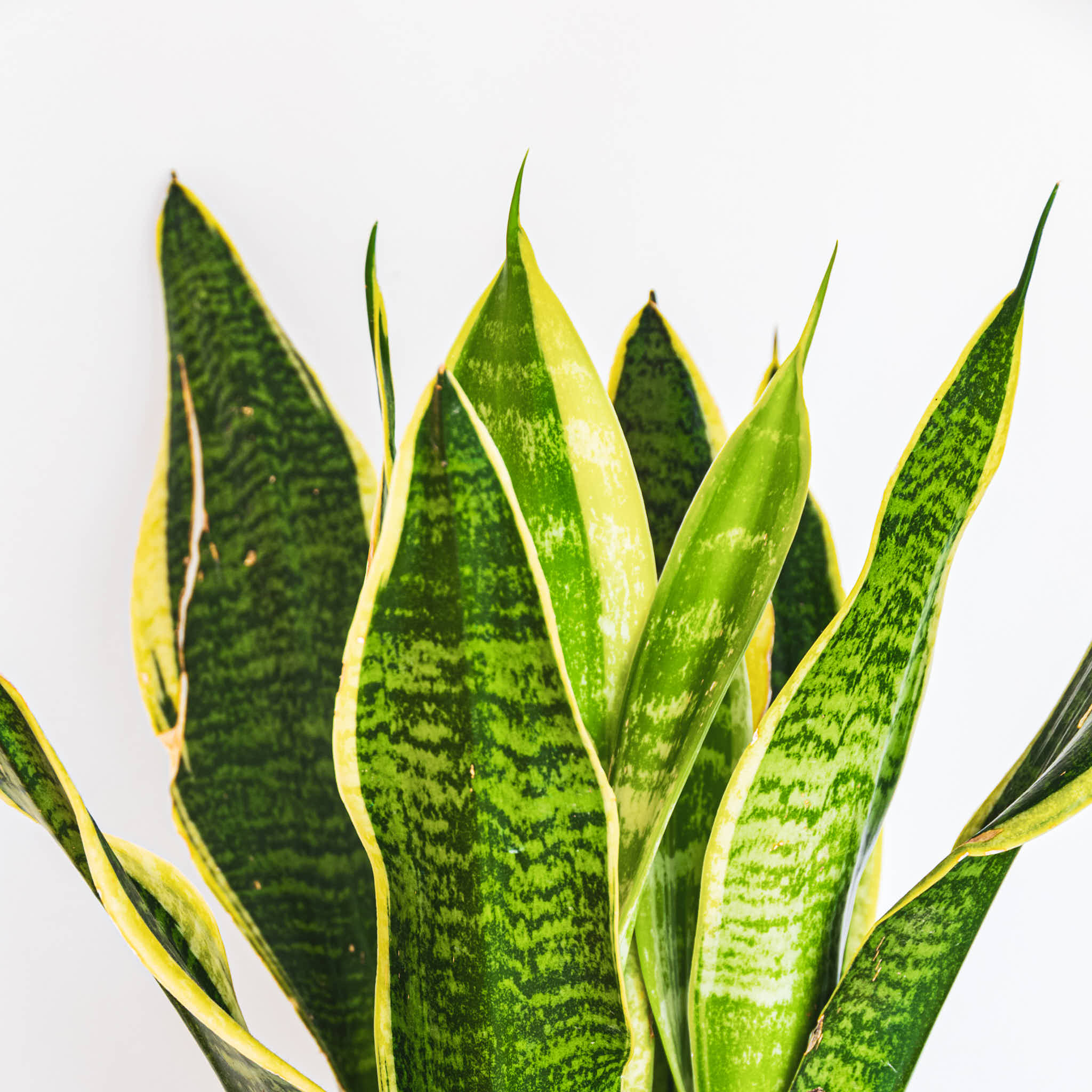 Snake Plant Variegated