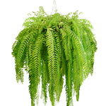 Boston Fern Hanging Basket 14"