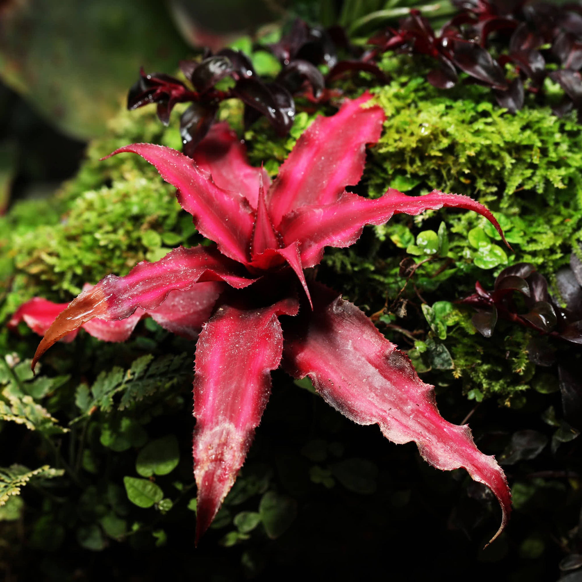 Earth Star