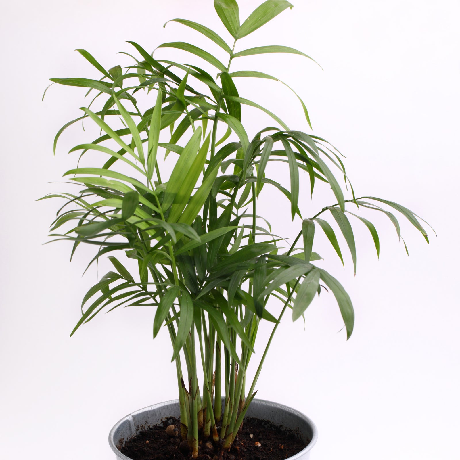 Palm Neanthabella 6"UG-RW