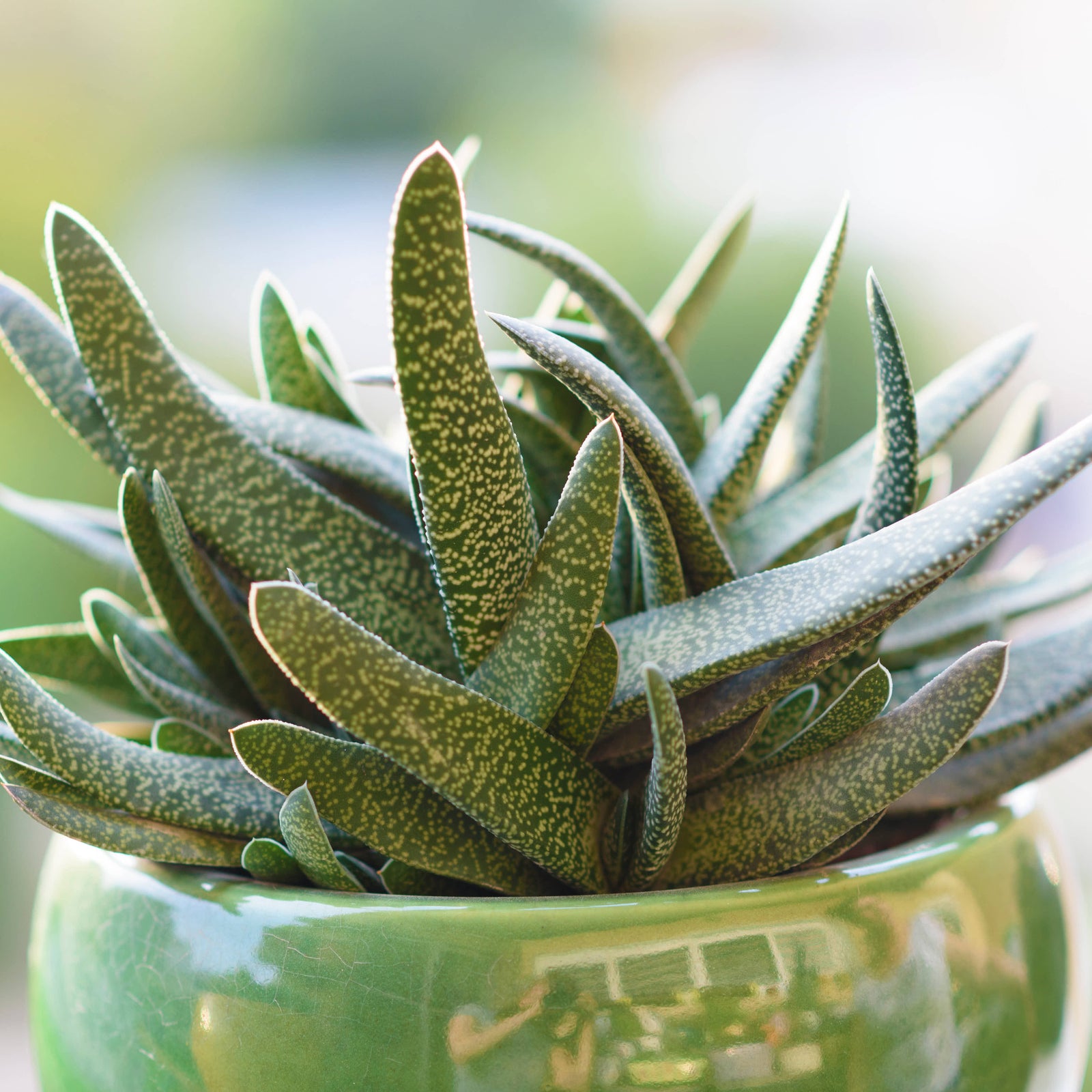 Kaleidoscope Gasteria