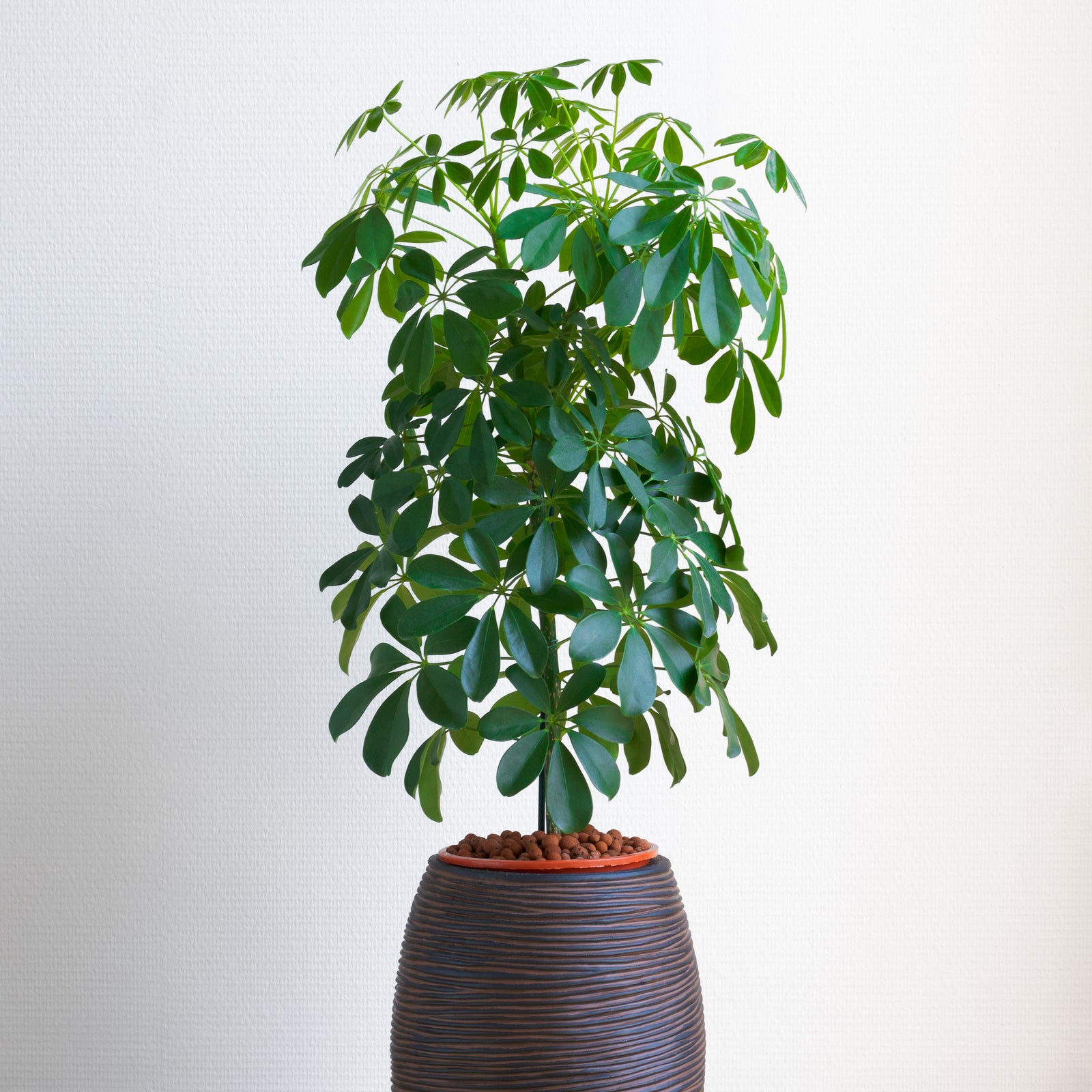 Schefflera Hawaiian Bush-BL