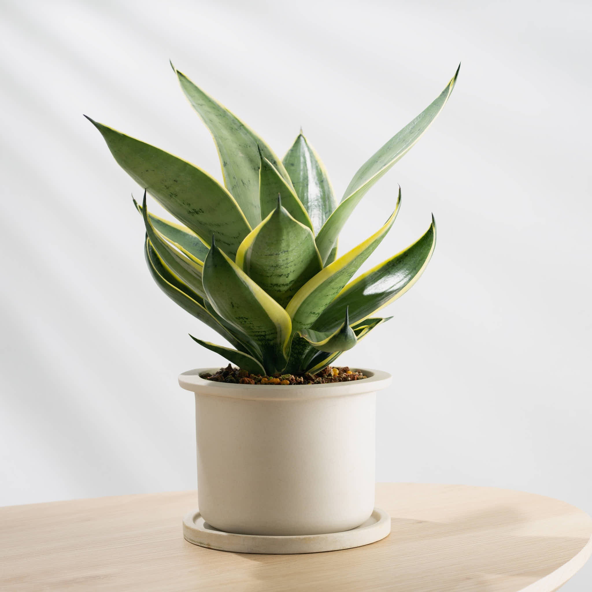 Snake Plant-BL