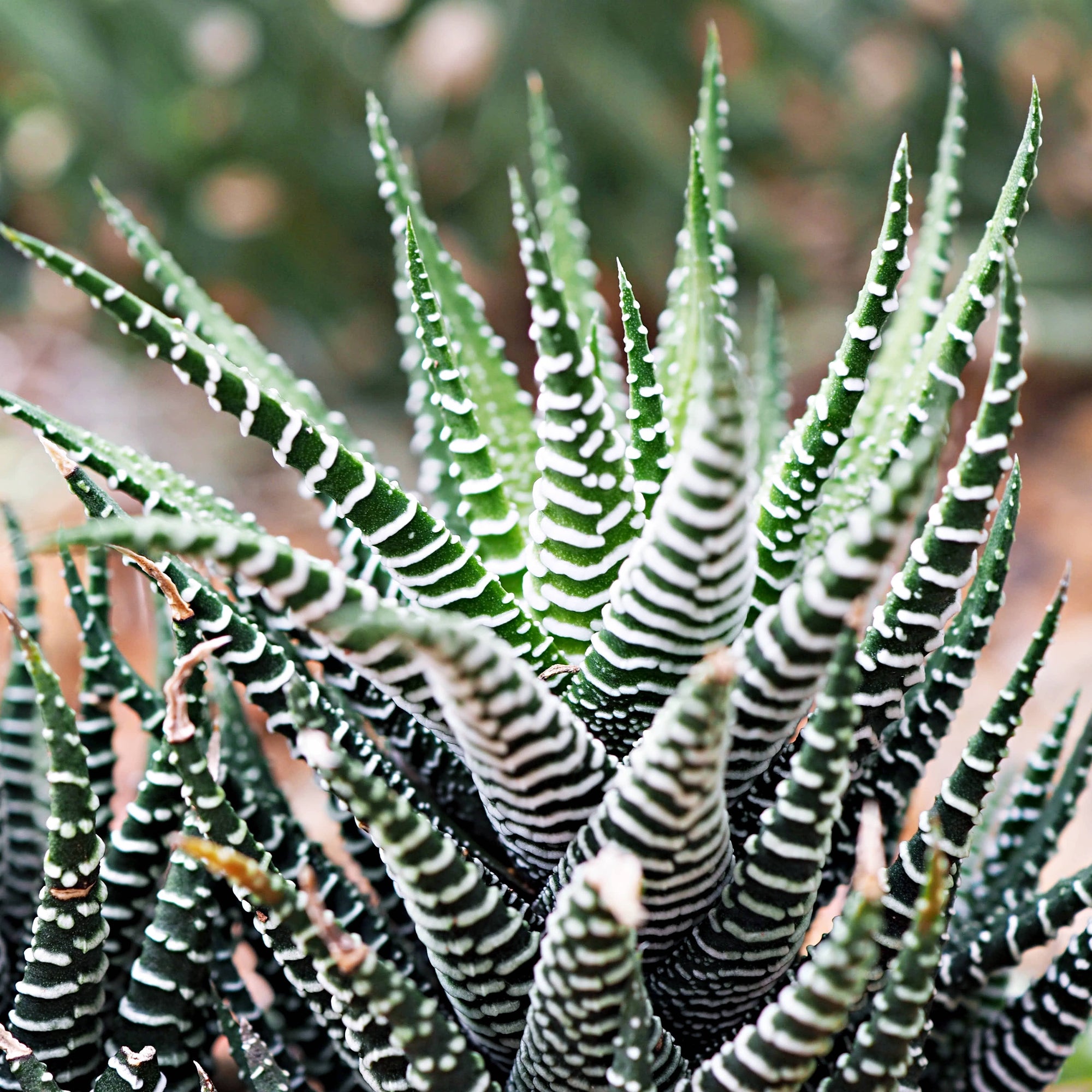 Zebra Haworthia