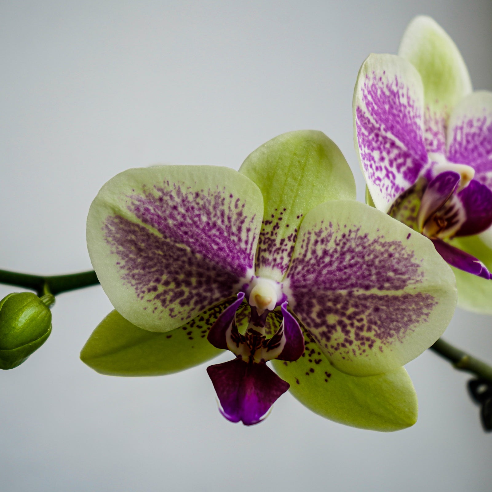 Phalaenopsis(Hybrid) Green Mini 2 Stems-OOL