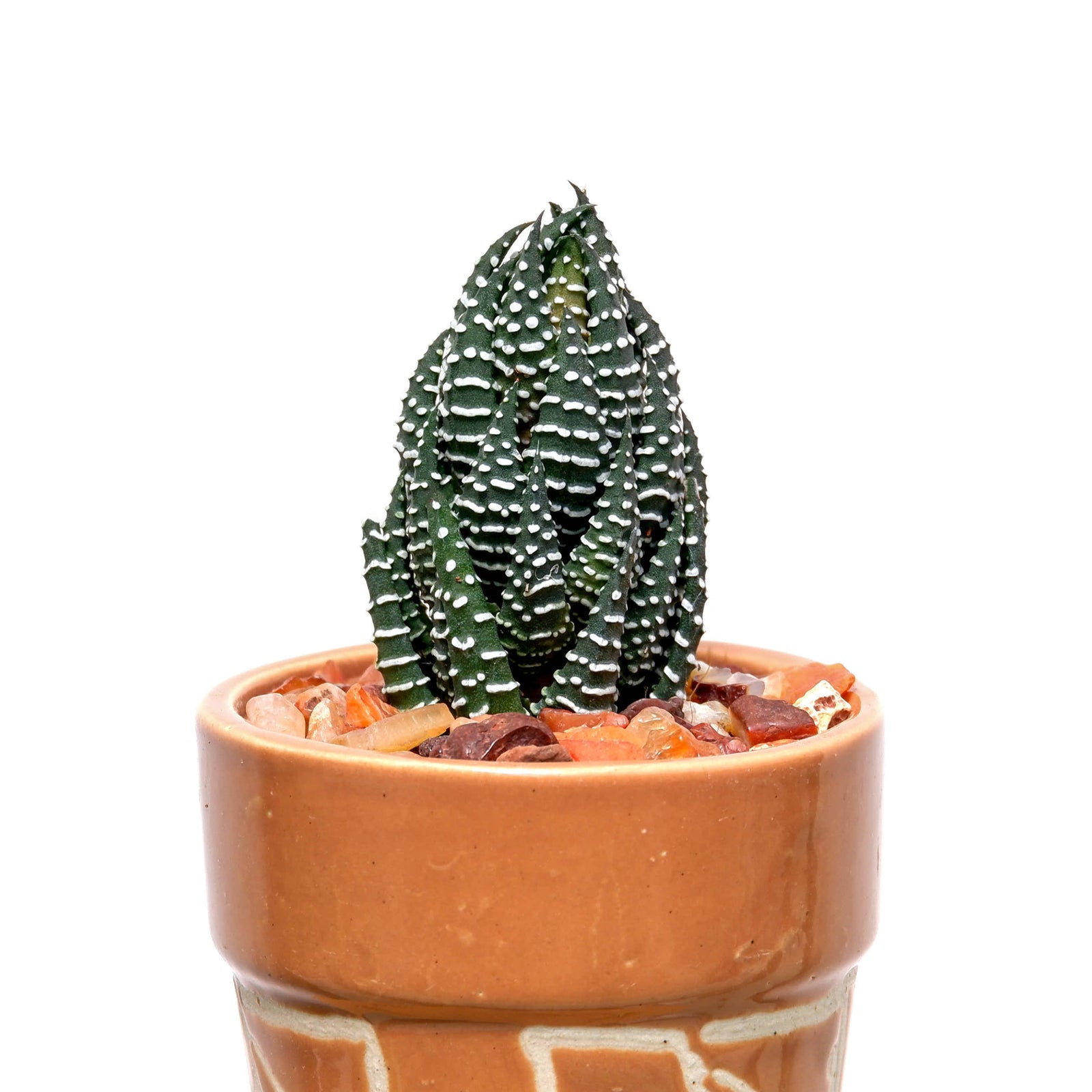 Haworthia Coarctata