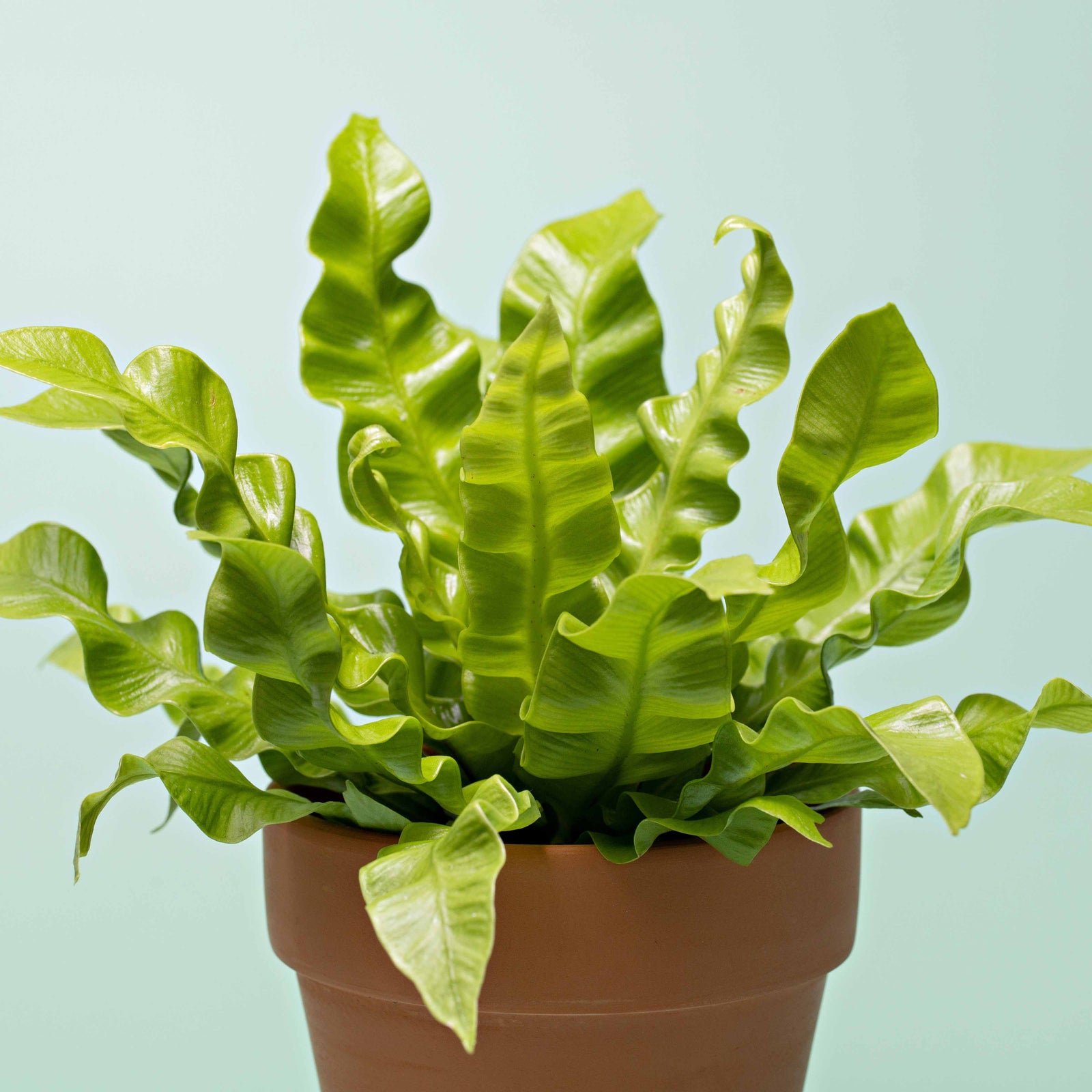 Bird's Nest Fern