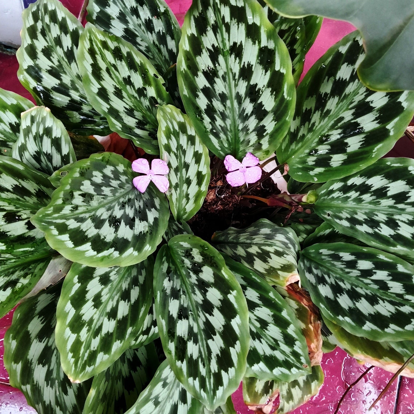 Elegant Calathea