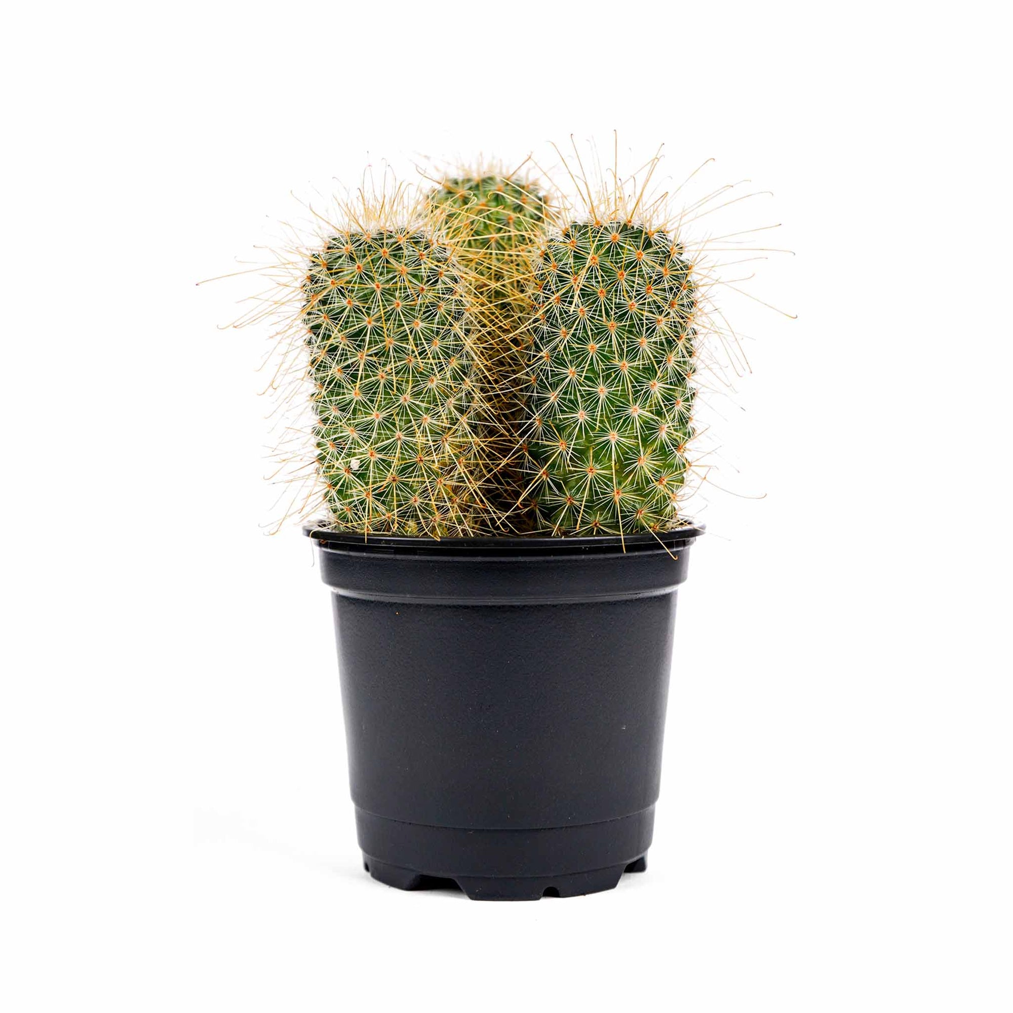 Ladyfinger Cactus