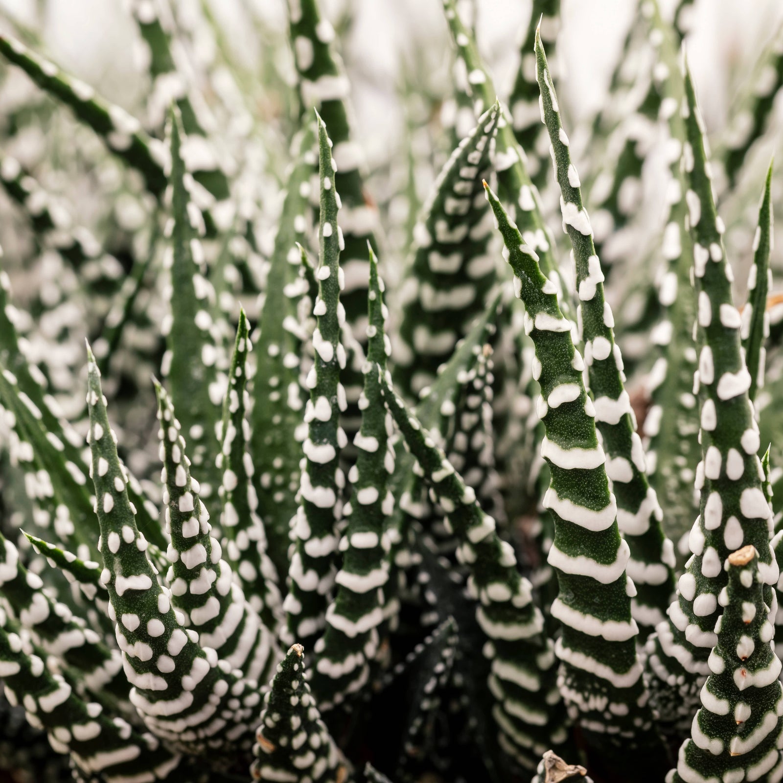 Super Big Band Haworthia