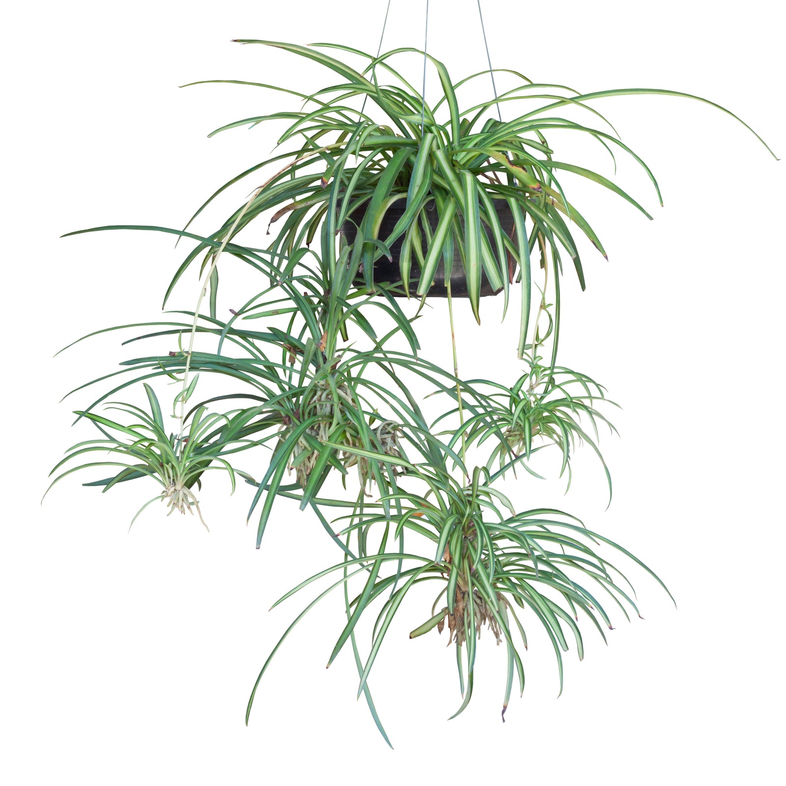 Spider Plant Hanging-DGN