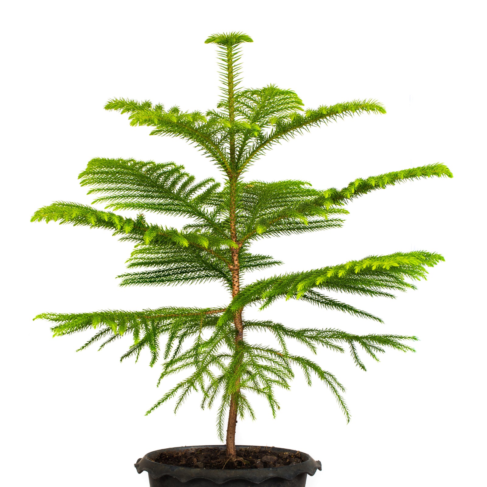 Norfolk Island Pine 6"