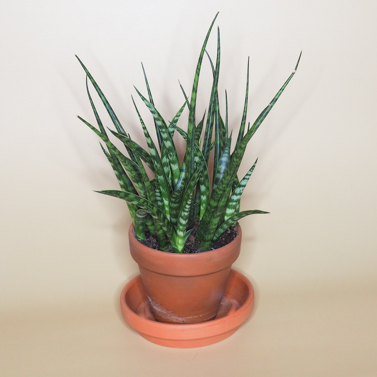 Sansevieria Fernwood 2.25"-BL