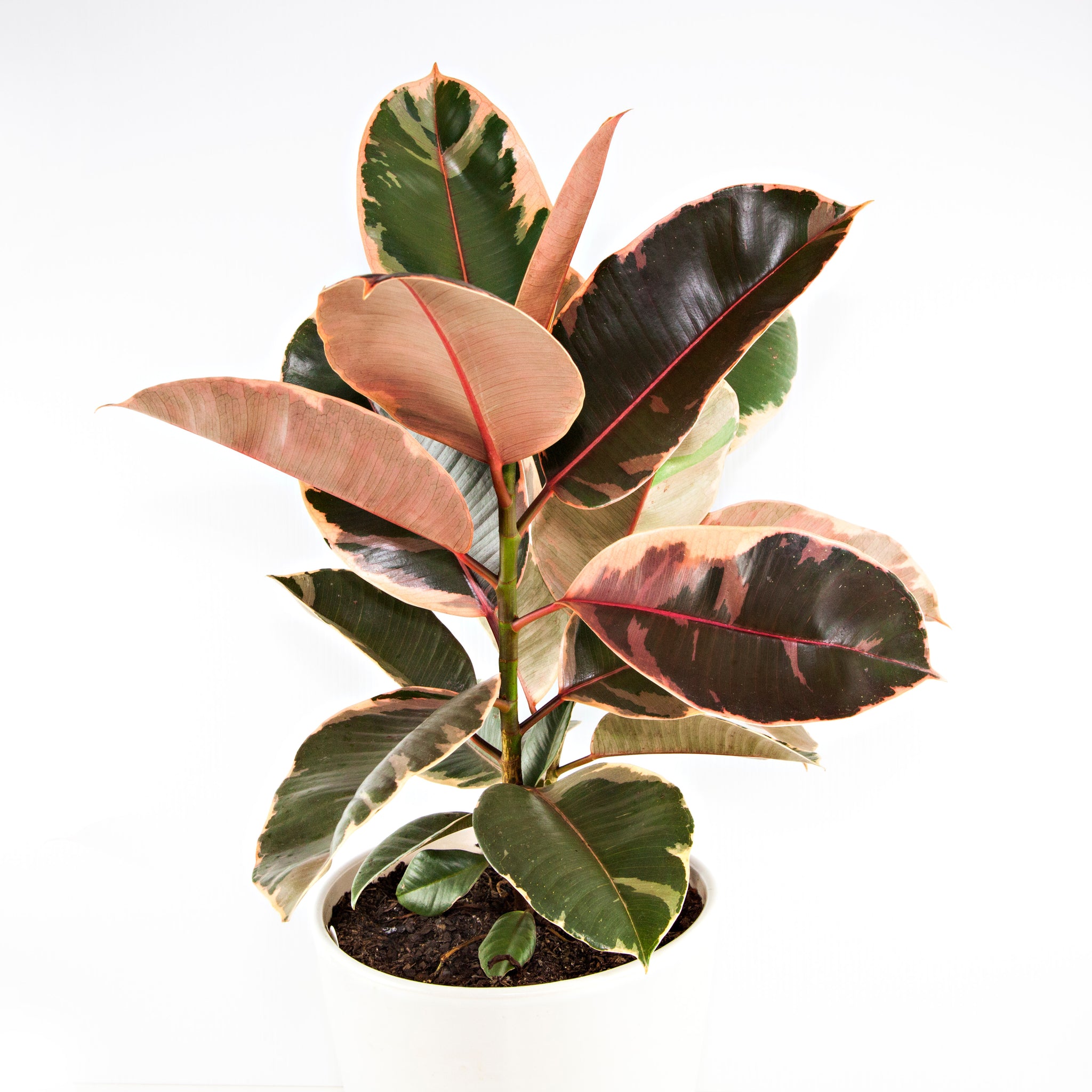 Ficus Tineke 4"