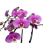 Phalaenopsis Pink w/White Centre