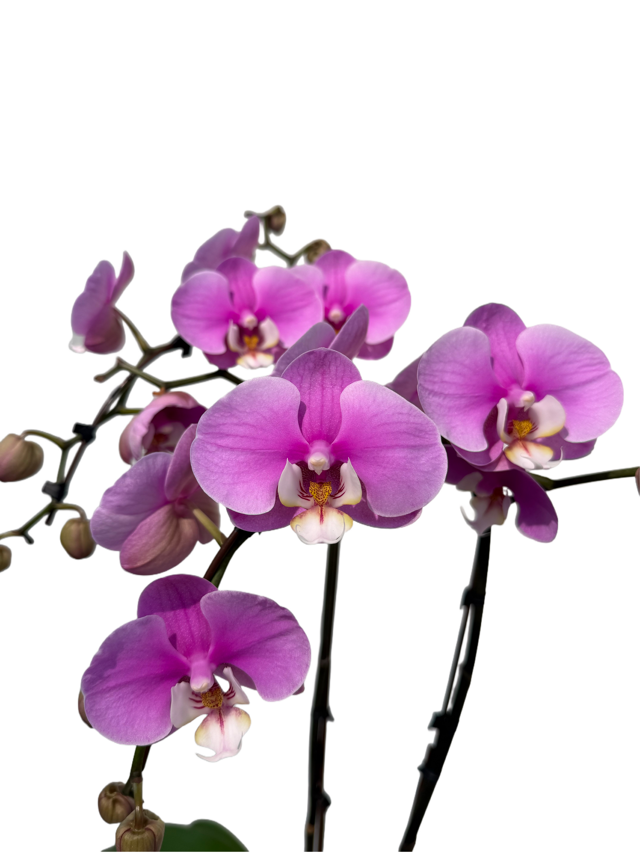 Phalaenopsis Pink w/White Centre