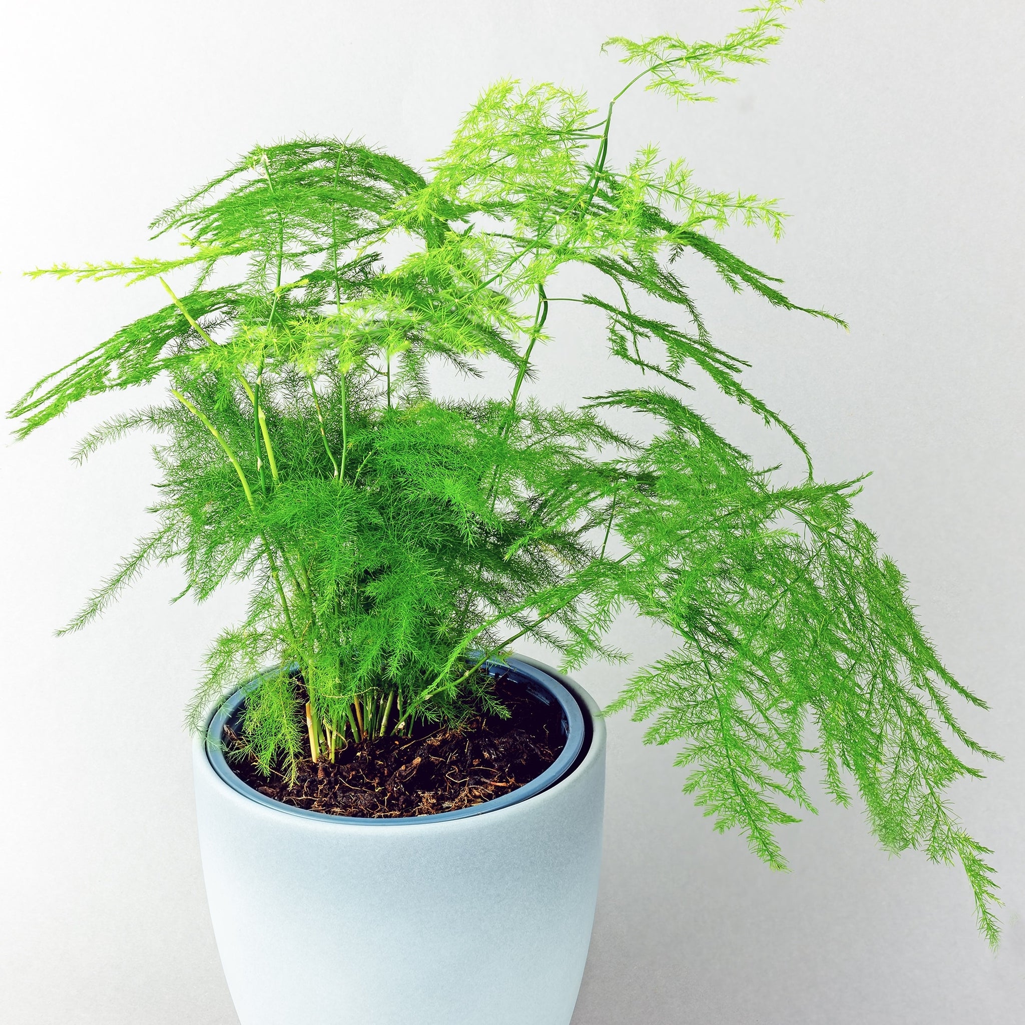 Asparagus Fern 6"