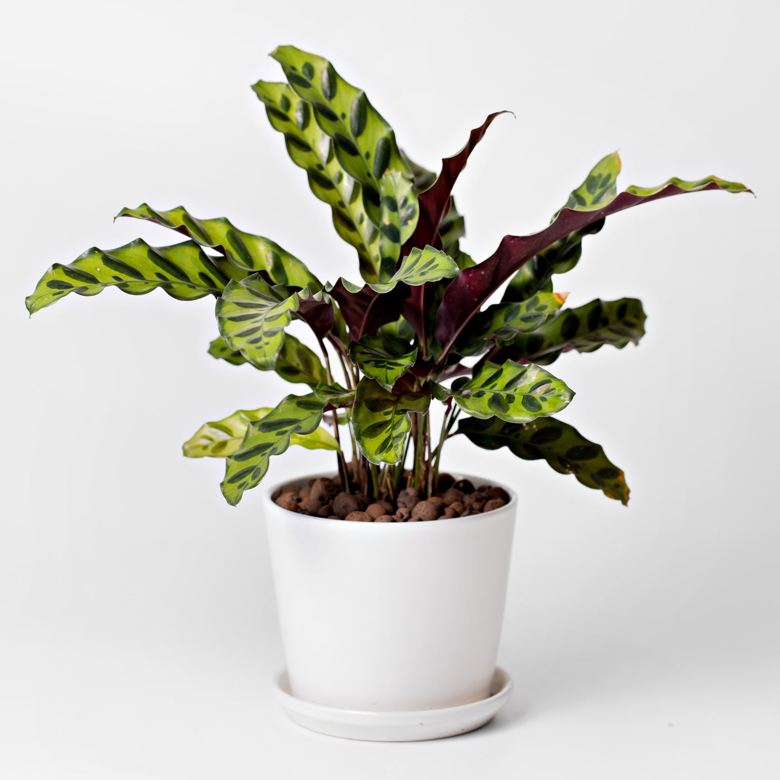 Calathea Lancifolia