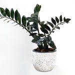 Zamioculcas-Black