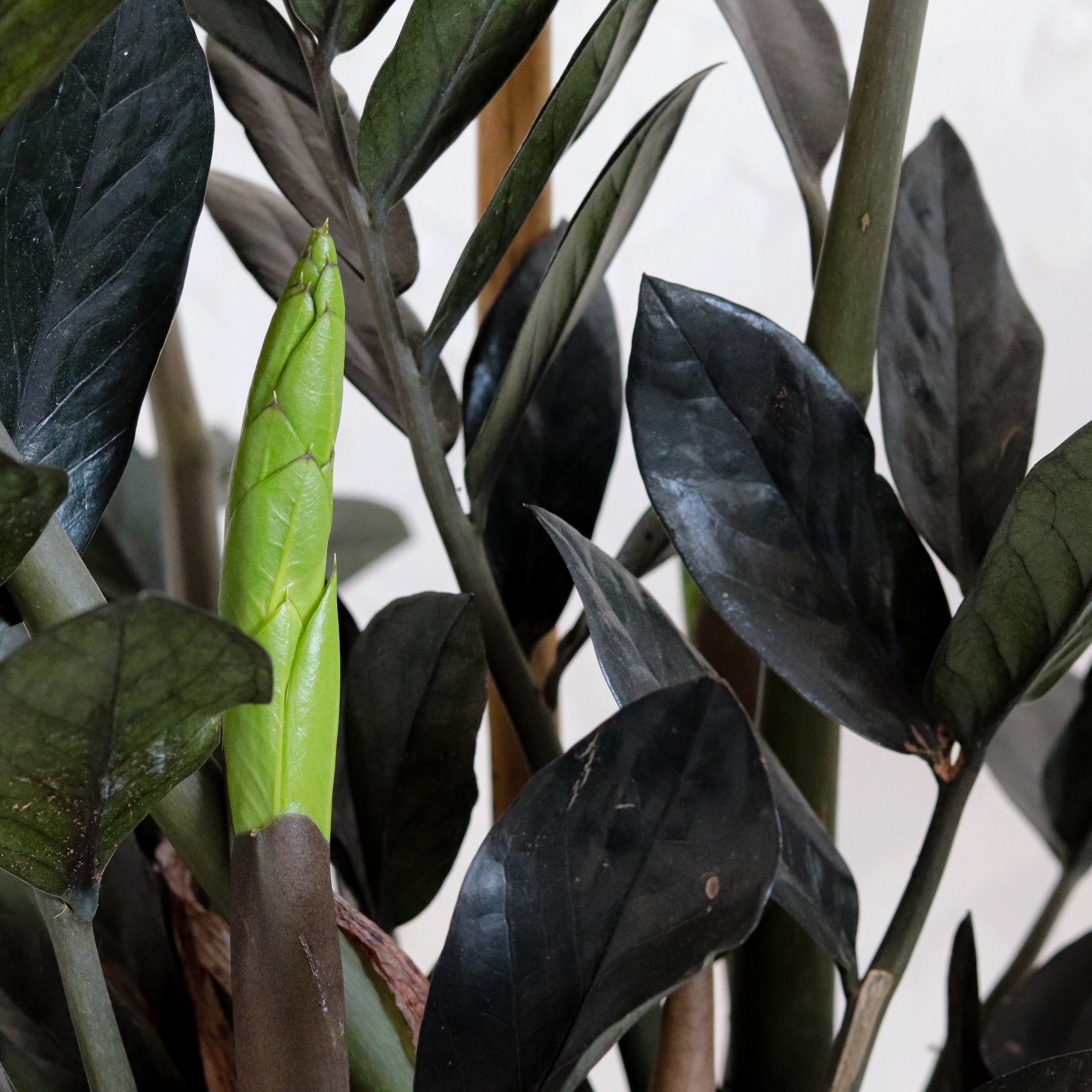 Zamioculcas-Black