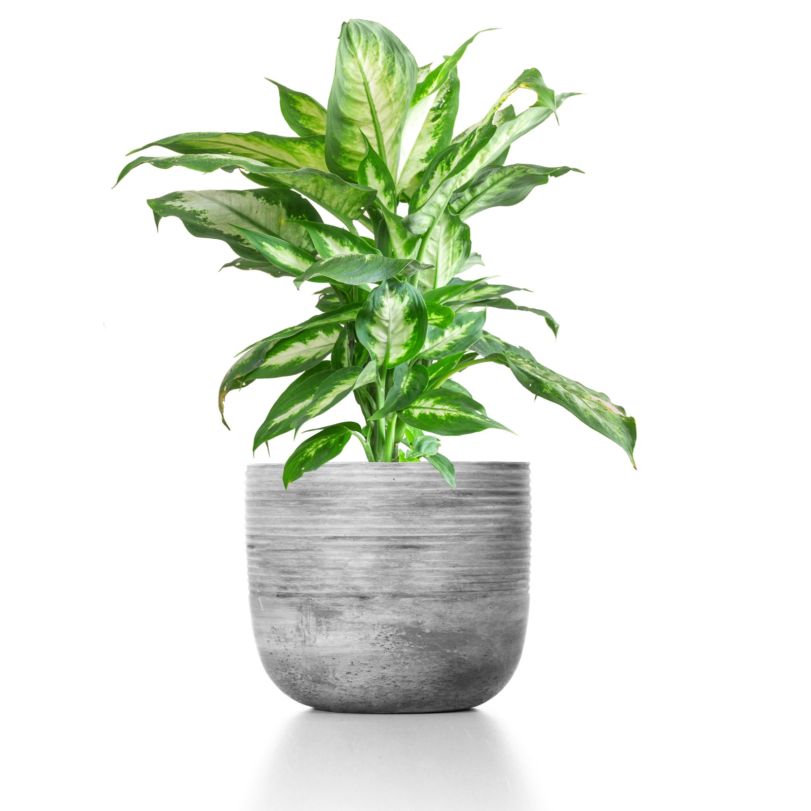 Dieffenbachia 6“