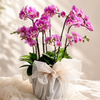 Pink Orchid Elegance Arrangement