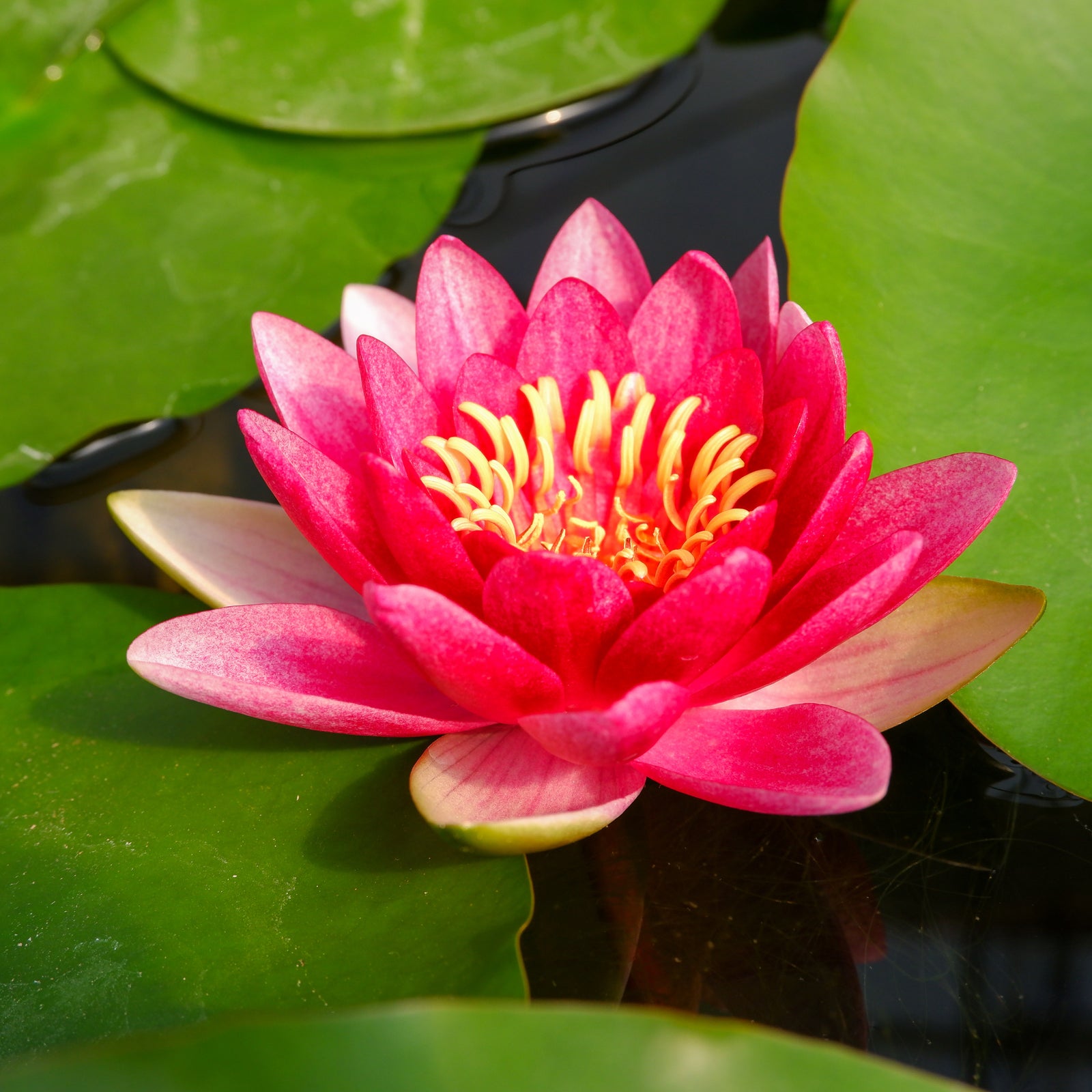 Nymphaea Pygmaea Red