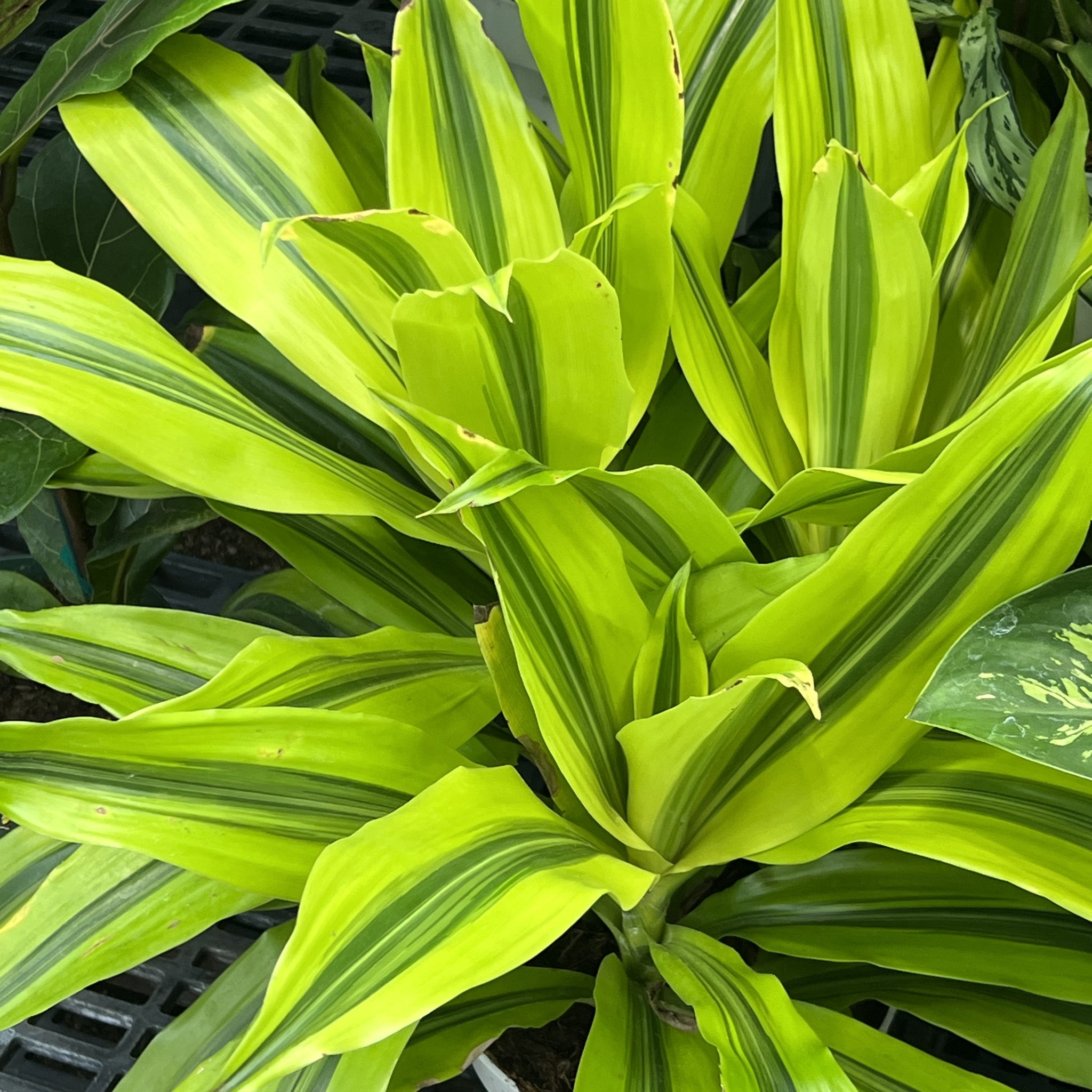 Dracaena Kristi