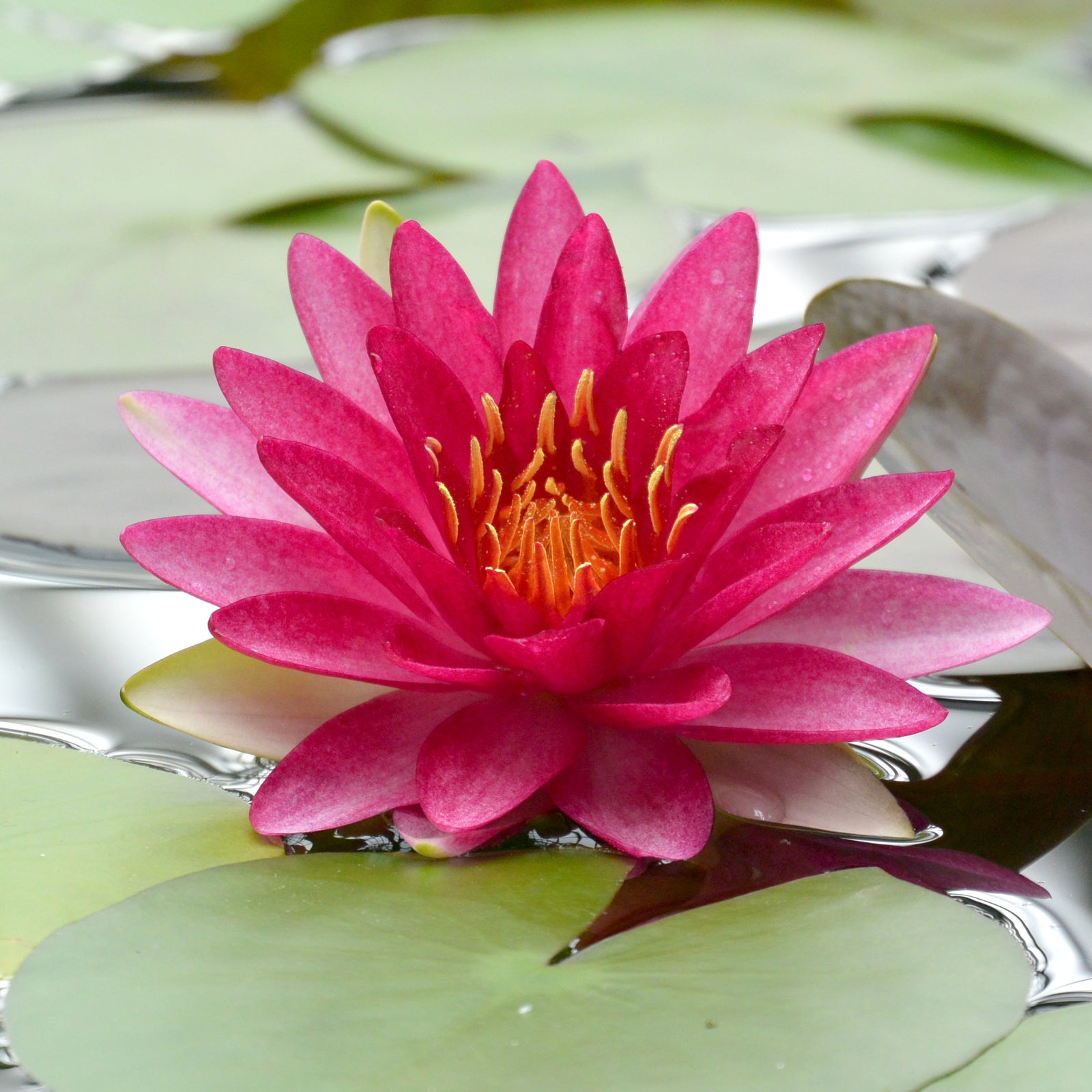 Nymphaea Attraction