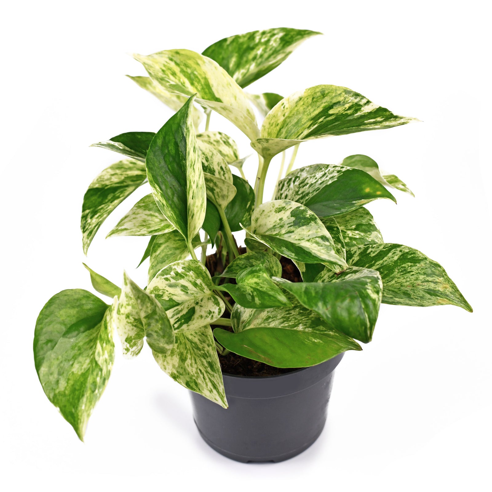 Marble Queen Pothos