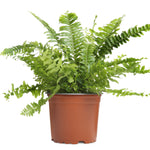 Boston Fern-BL