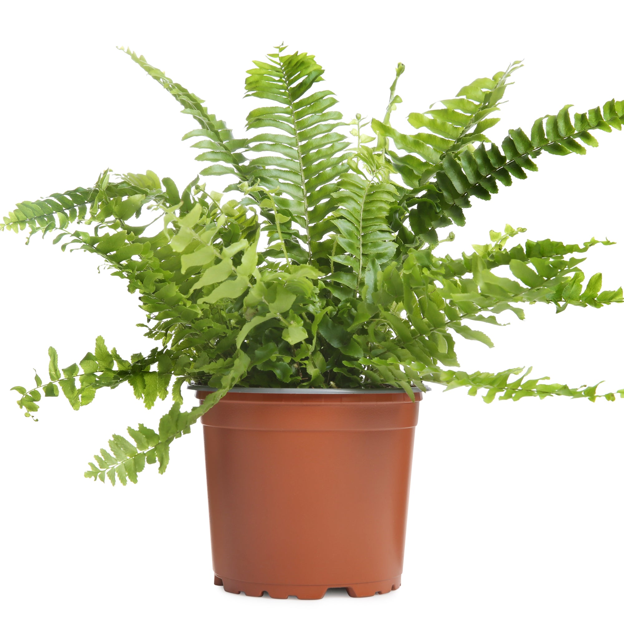 HB Boston Fern 6"