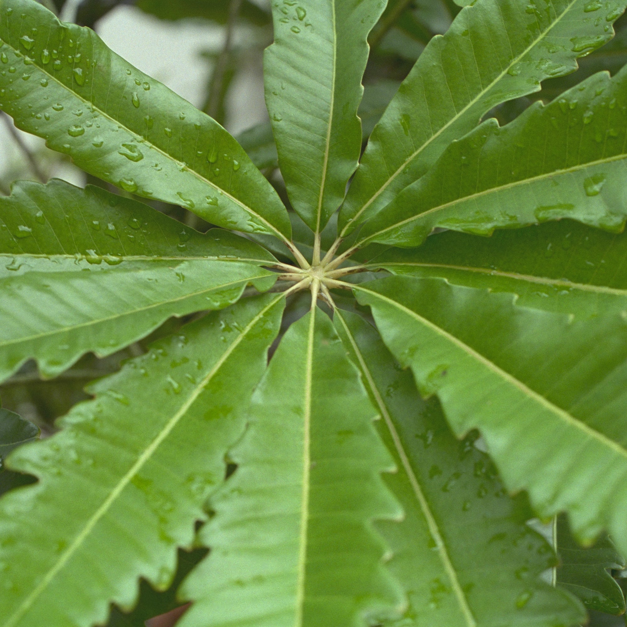 False Aralia 6"