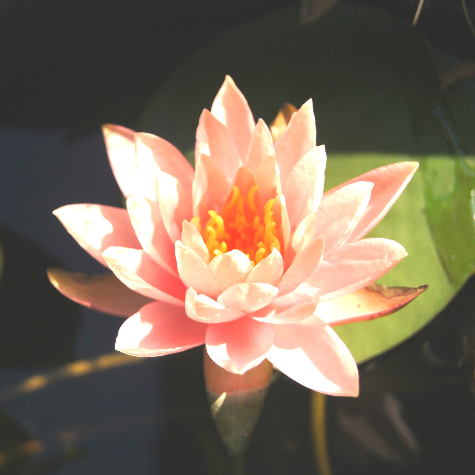 Nymphaea Colorado