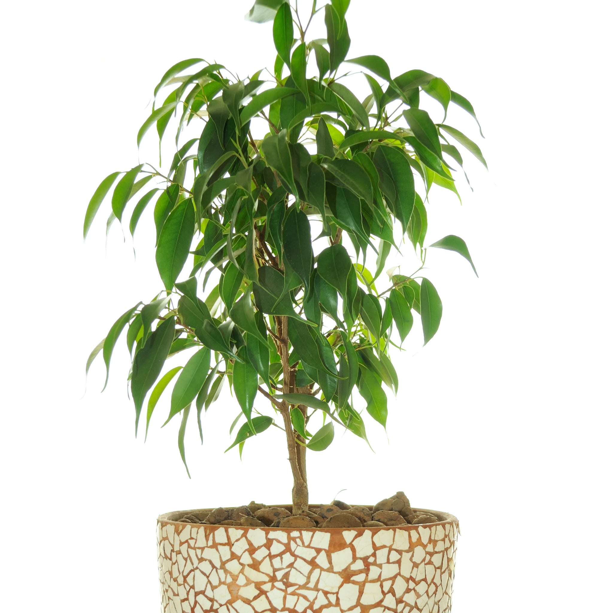 Ficus Weeping Fig 6"