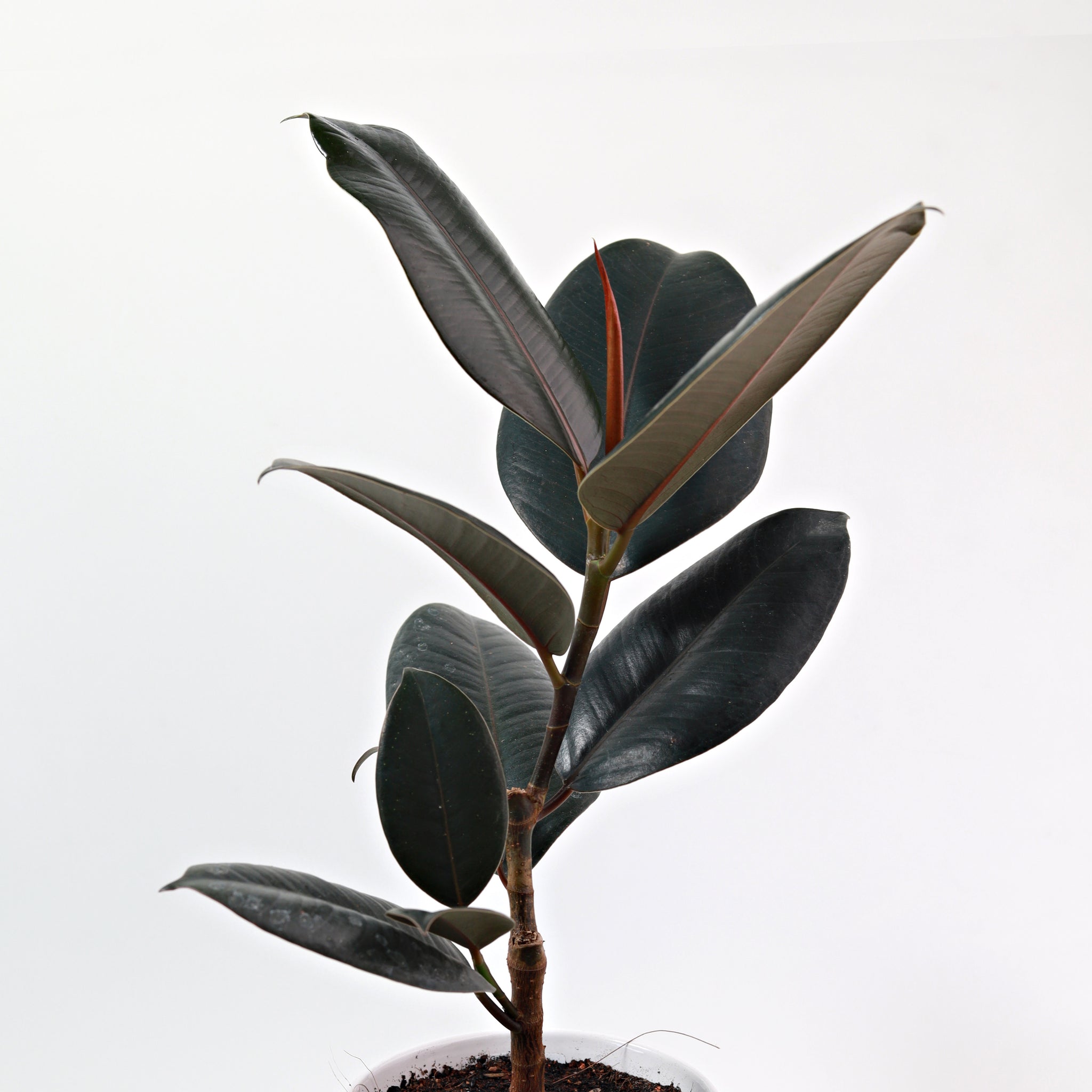 Rubber Plant Burgundy