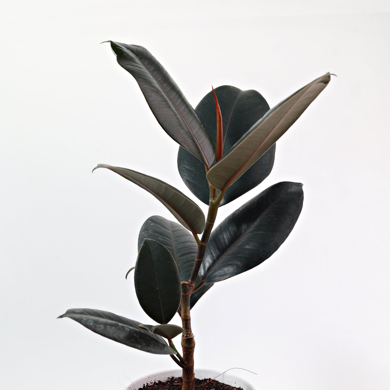 Ficus Robusta Burgundy-3PPP