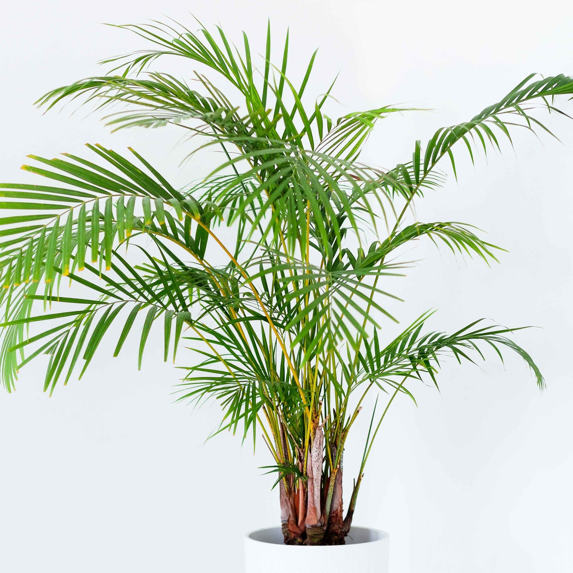 Palm Areca 10"