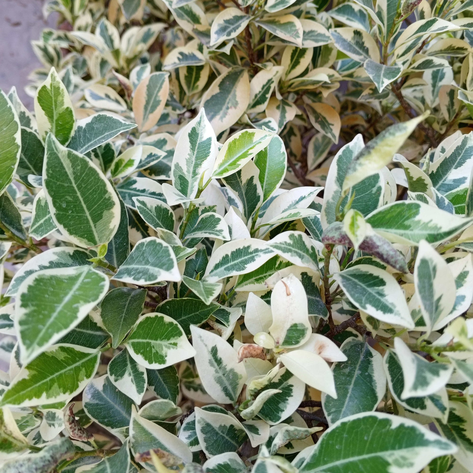 Ficus Benjamina Variegate 3ppp