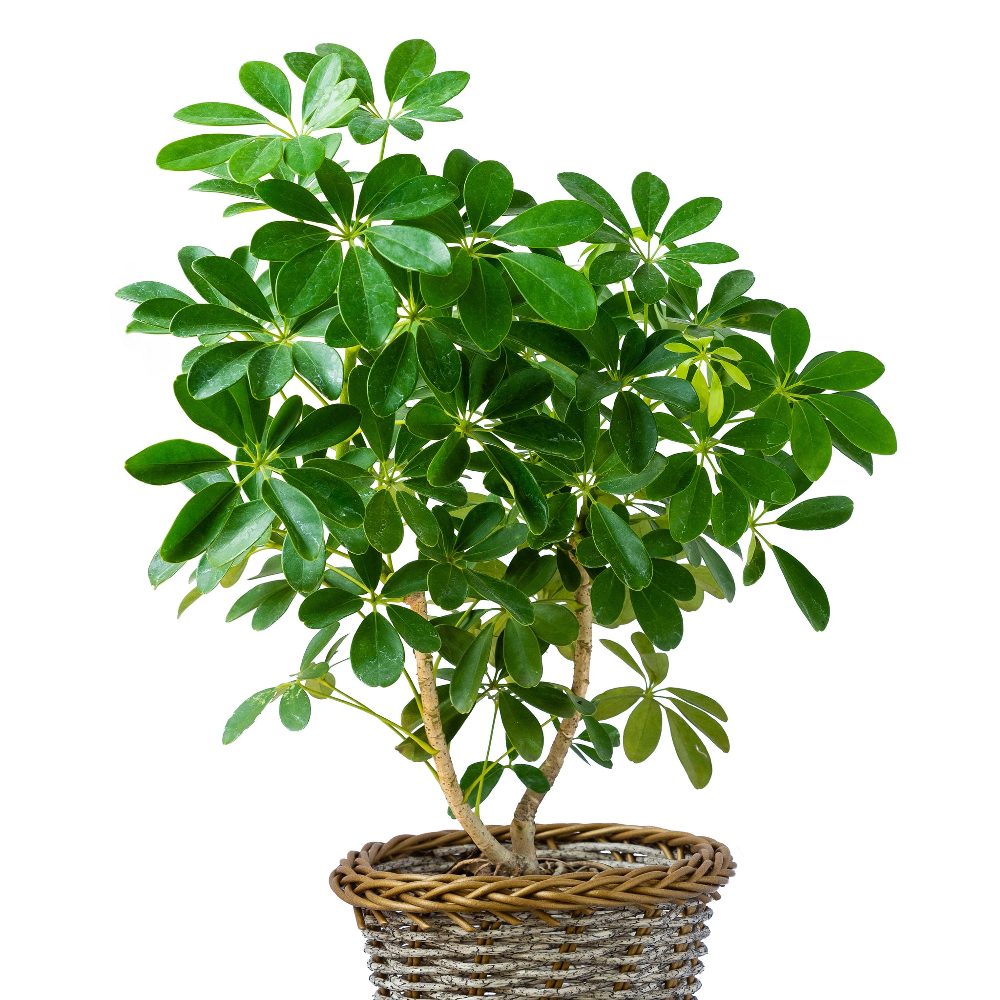 Schefflera Alpine 4"