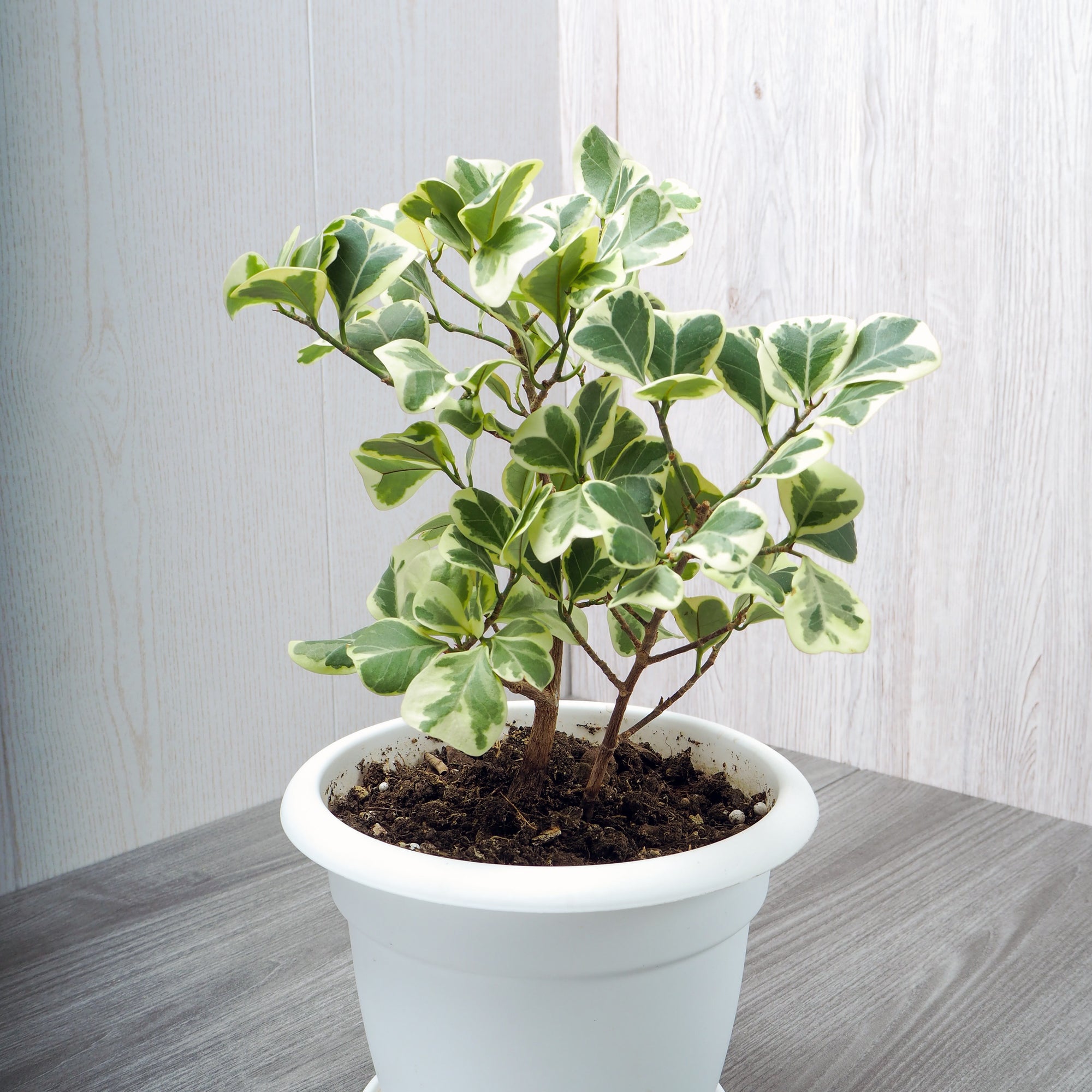 Ficus Triangular 8"