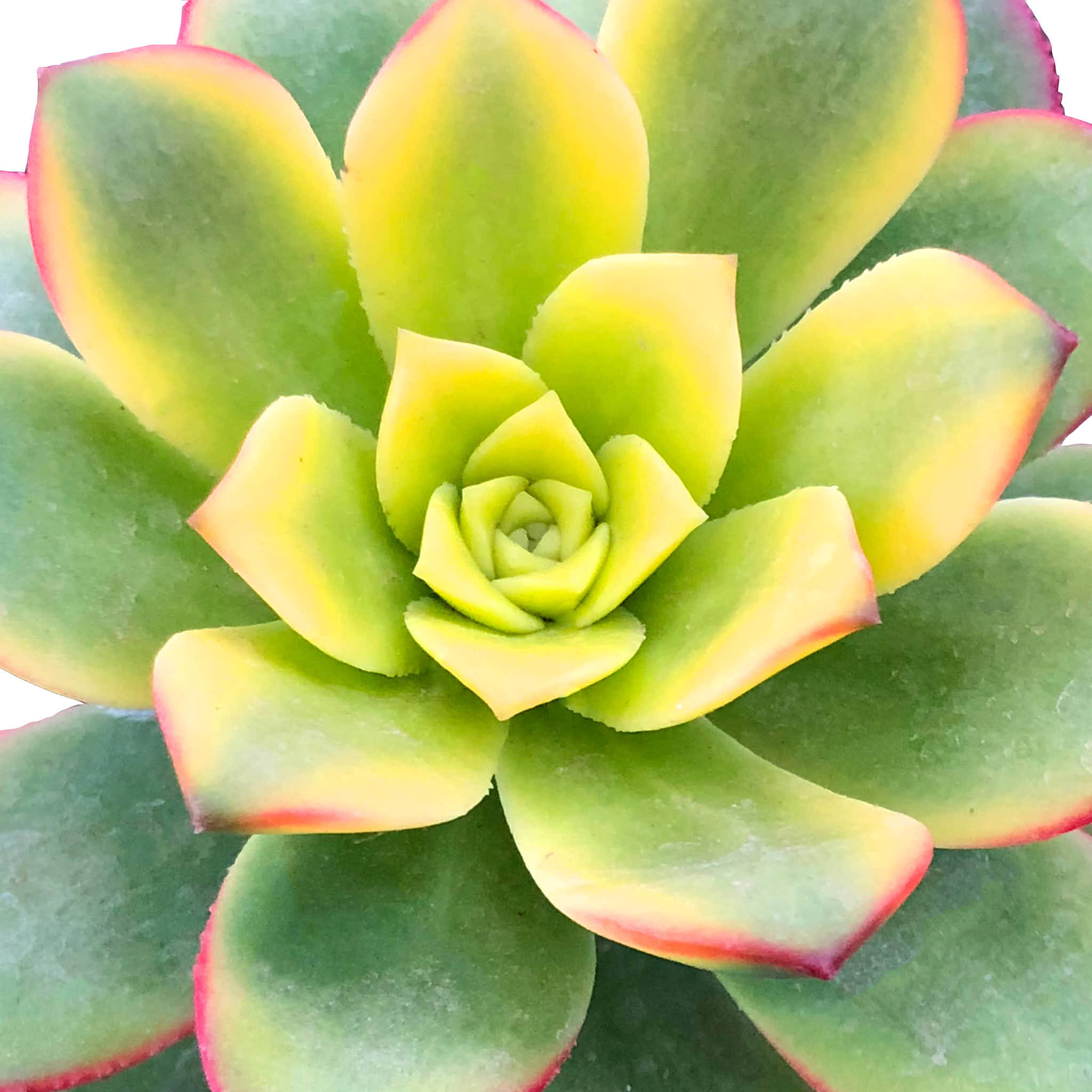 Aeonium Kiwi