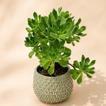 Aeonium Tree Succulent in Textured Pot